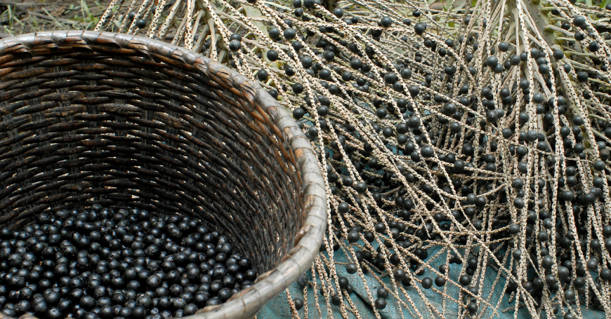 bayas de acai